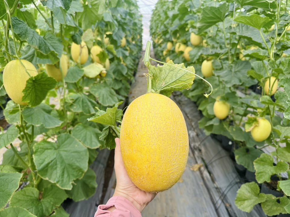 Nh&agrave; c&oacute; em b&eacute; m&ecirc; dưa, mẹ trồng hẳn vườn dưa mấy ngh&igrave;n quả, ngắm cả khu vườn xanh m&aacute;t khiến ai gh&eacute; cũng phải ngỡ ng&agrave;ng- Ảnh 5.