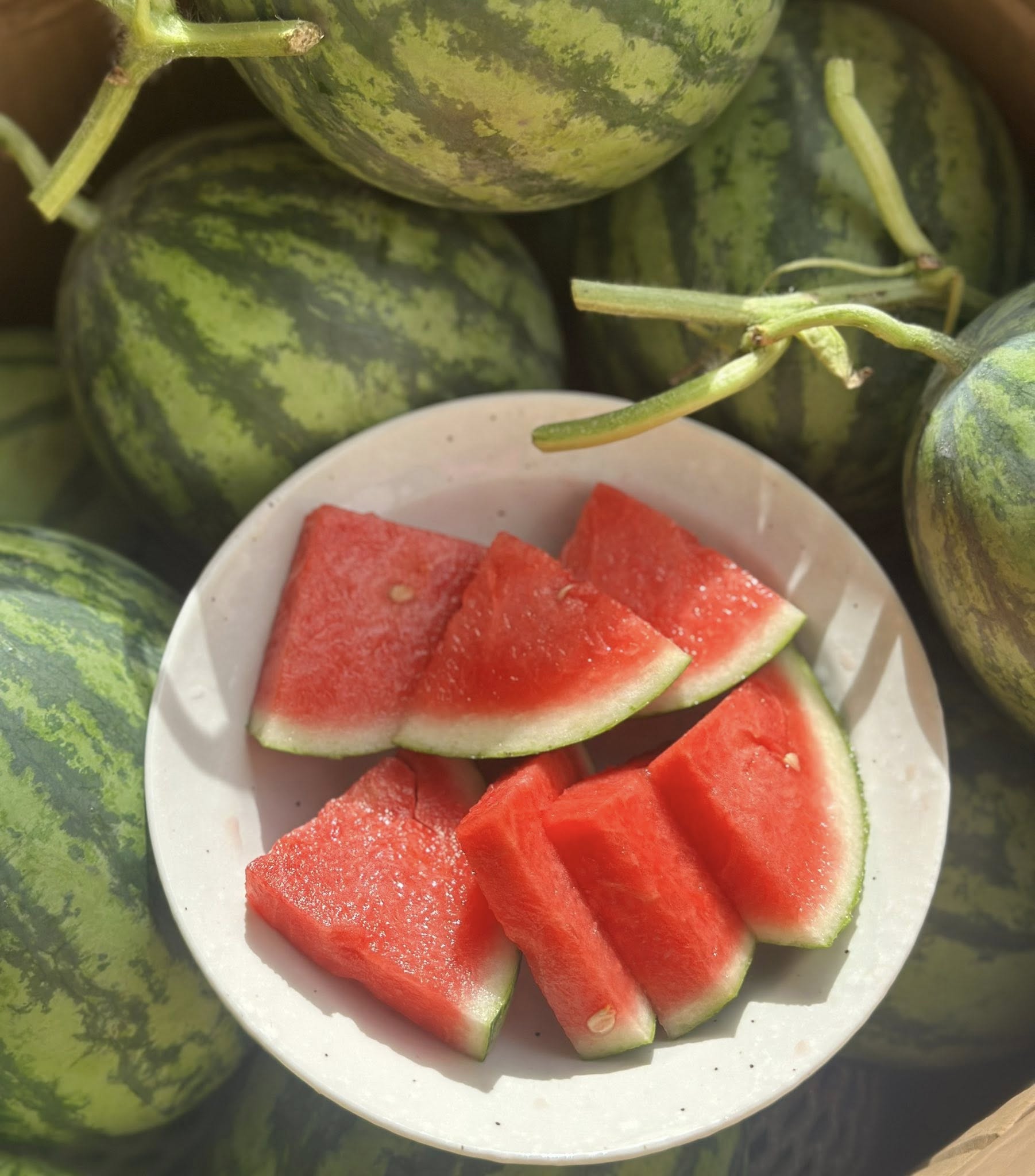 Nh&agrave; c&oacute; em b&eacute; m&ecirc; dưa, mẹ trồng hẳn vườn dưa mấy ngh&igrave;n quả, ngắm cả khu vườn xanh m&aacute;t khiến ai gh&eacute; cũng phải ngỡ ng&agrave;ng- Ảnh 11.