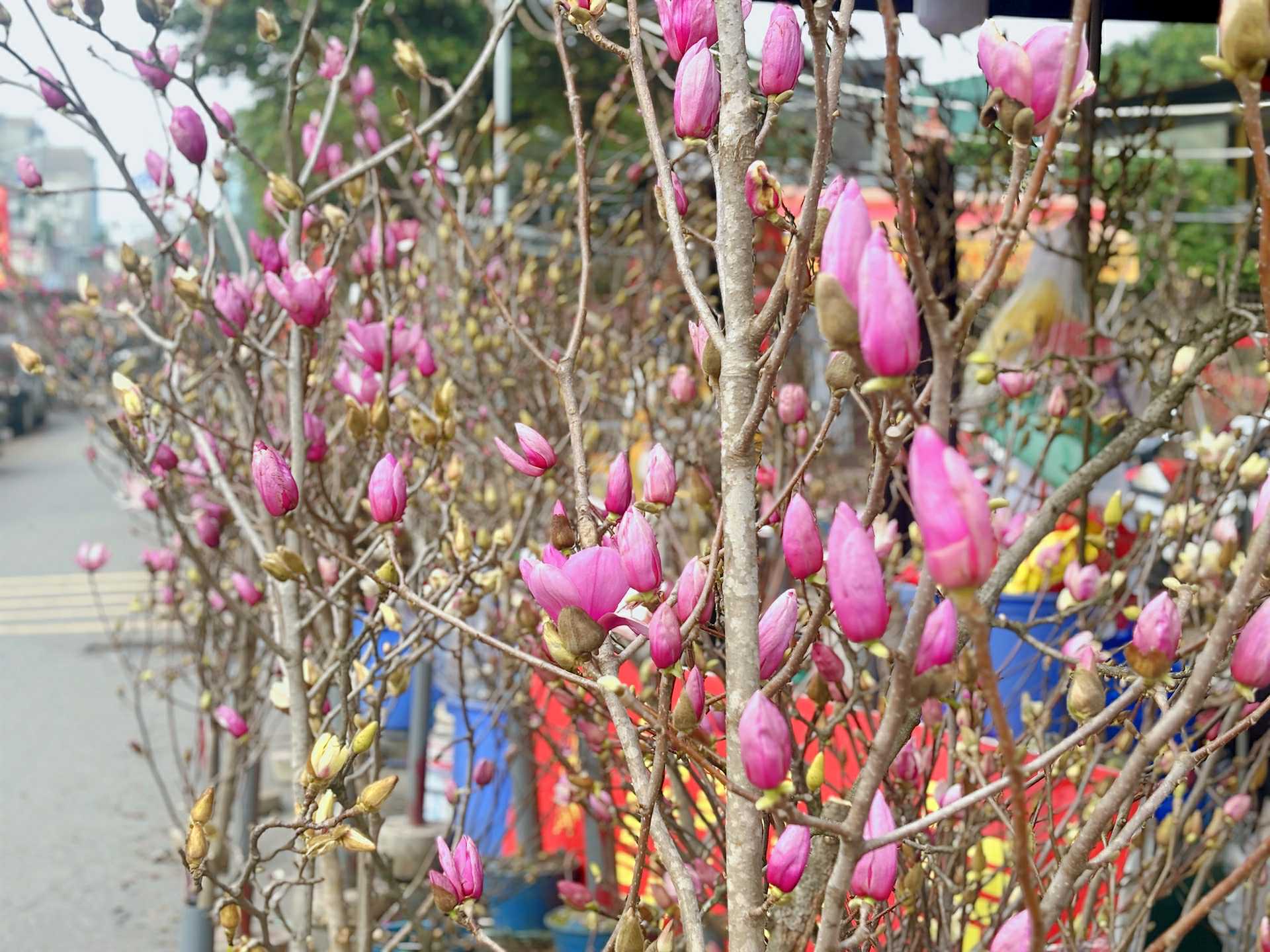 Cập nhật gi&aacute; cả hoa ng&agrave;y 28 Tết: Tuyết mai rẻ bất ngờ, c&uacute;c đẹp &ldquo;đỉnh cao&rdquo;, mộc lan trở th&agrave;nh hot trend- Ảnh 8.