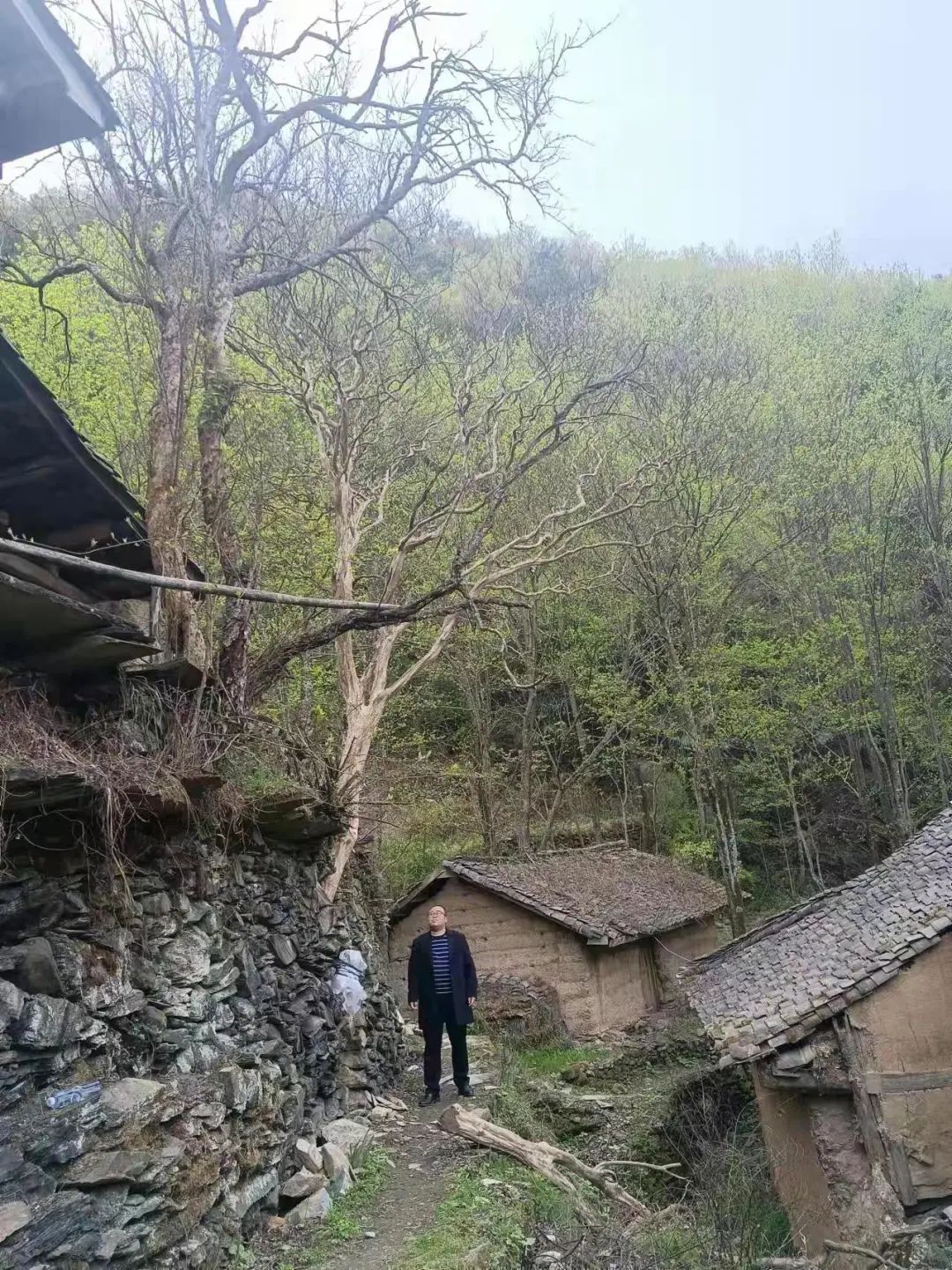 Tỉa c&agrave;nh mọc chặn lối đi, kh&ocirc;ng ngờ l&agrave; c&acirc;y qu&yacute; c&oacute; gi&aacute; 3,8 tỷ đồng, h&agrave;ng x&oacute;m sang đ&ograve;i 180 triệu đồng, t&ograve;a tuy&ecirc;n bố: Kh&ocirc;ng cần đền- Ảnh 1.