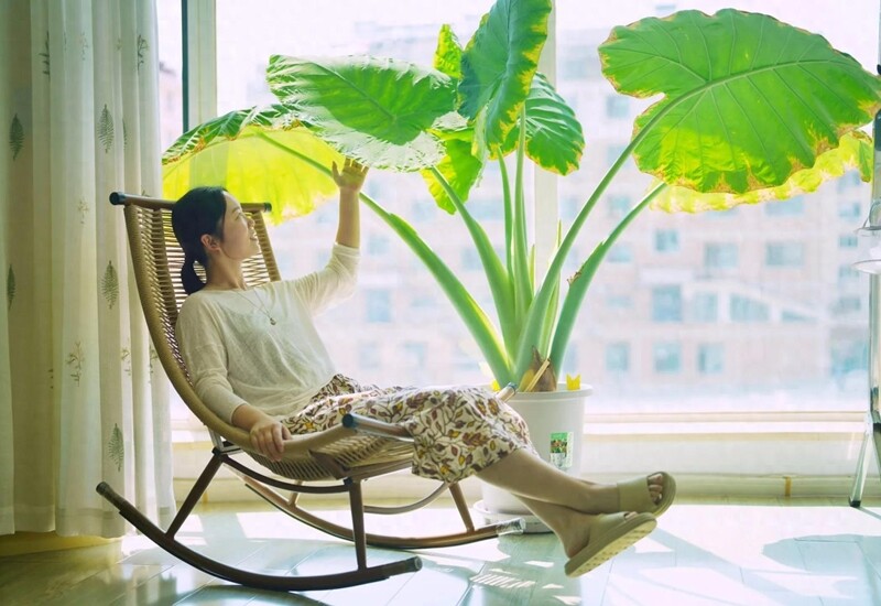 Cây trong phòng khách không phải nhiều là tốt: 3 loại nên trồng - 2 loại người xưa tránh xa- Ảnh 1. Cây trong phòng khách không phải nhiều là tốt: 3 loại nên trồng - 2 loại người xưa tránh xa- Ảnh 1.