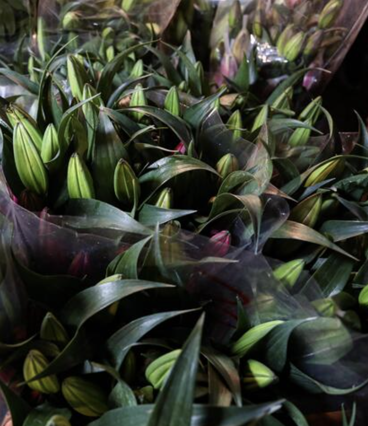 Ph&aacute;t đi&ecirc;n v&igrave; hoa Tết năm nay!- Ảnh 9.