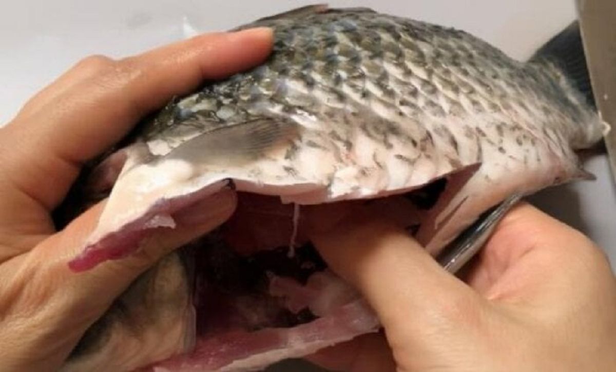 2 bộ phận của c&aacute; "cực độc, nhất l&agrave; c&aacute;i số 1, nhiều người th&iacute;ch ăn v&igrave; tưởng bổ- Ảnh 2.