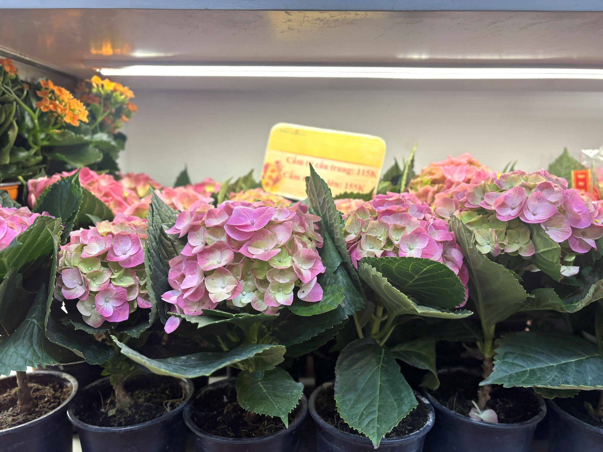 Cập nhật gi&aacute; cả hoa ng&agrave;y 28 Tết: Tuyết mai rẻ bất ngờ, c&uacute;c đẹp &ldquo;đỉnh cao&rdquo;, mộc lan trở th&agrave;nh hot trend- Ảnh 4.