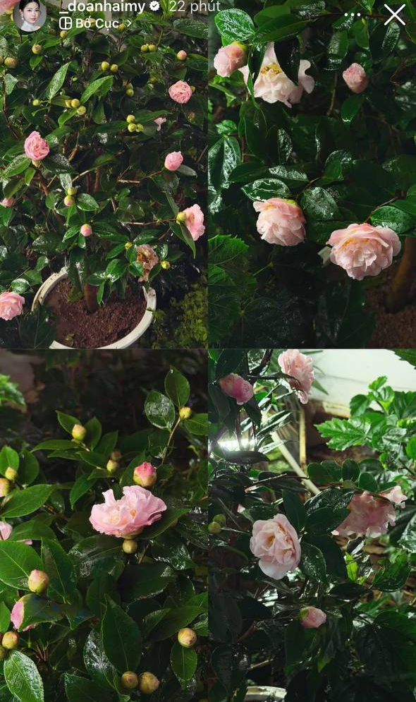 Do&atilde;n Hải My 