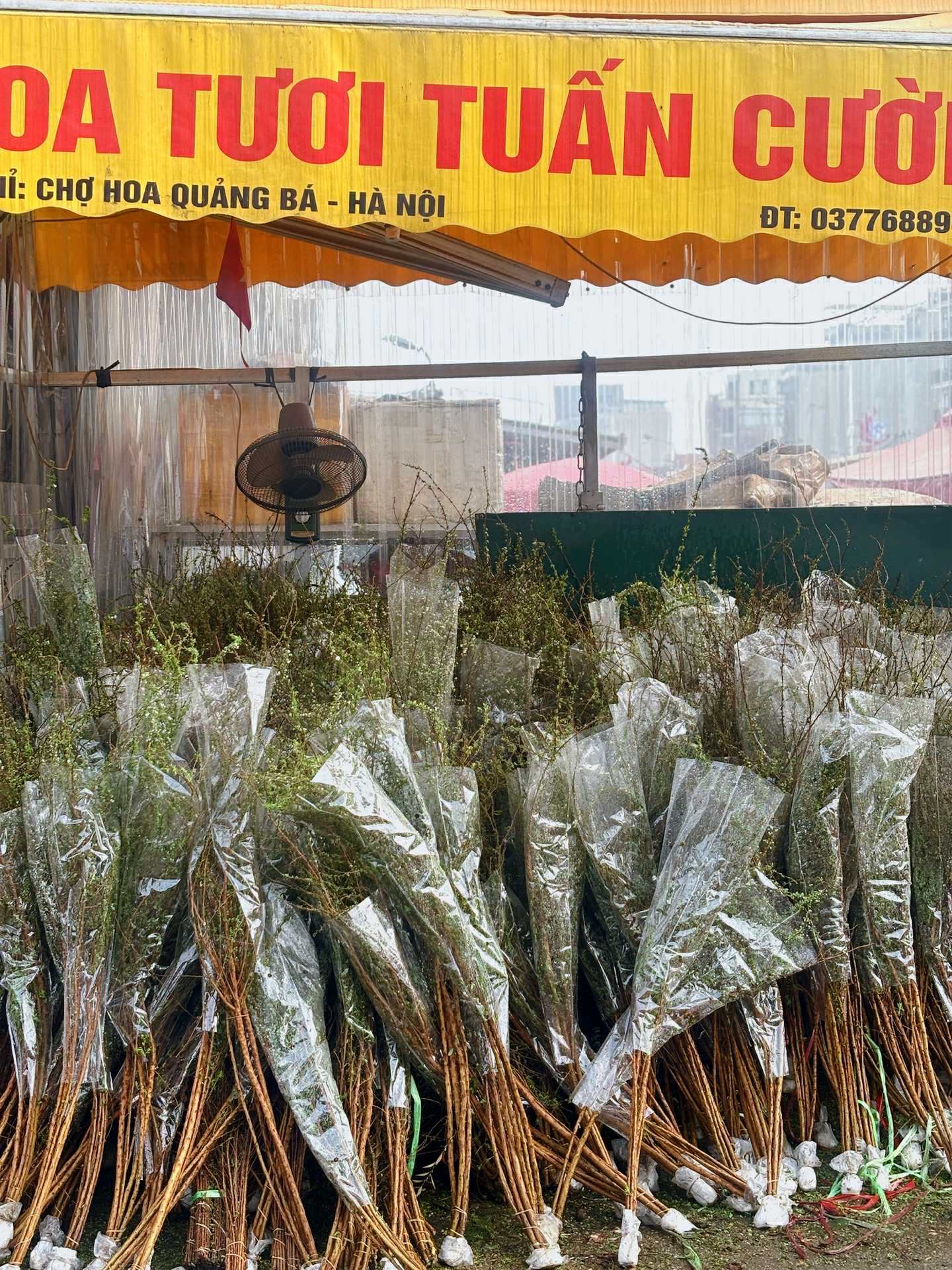 Cập nhật gi&aacute; cả hoa ng&agrave;y 28 Tết: Tuyết mai rẻ bất ngờ, c&uacute;c đẹp &ldquo;đỉnh cao&rdquo;, mộc lan trở th&agrave;nh hot trend- Ảnh 1.