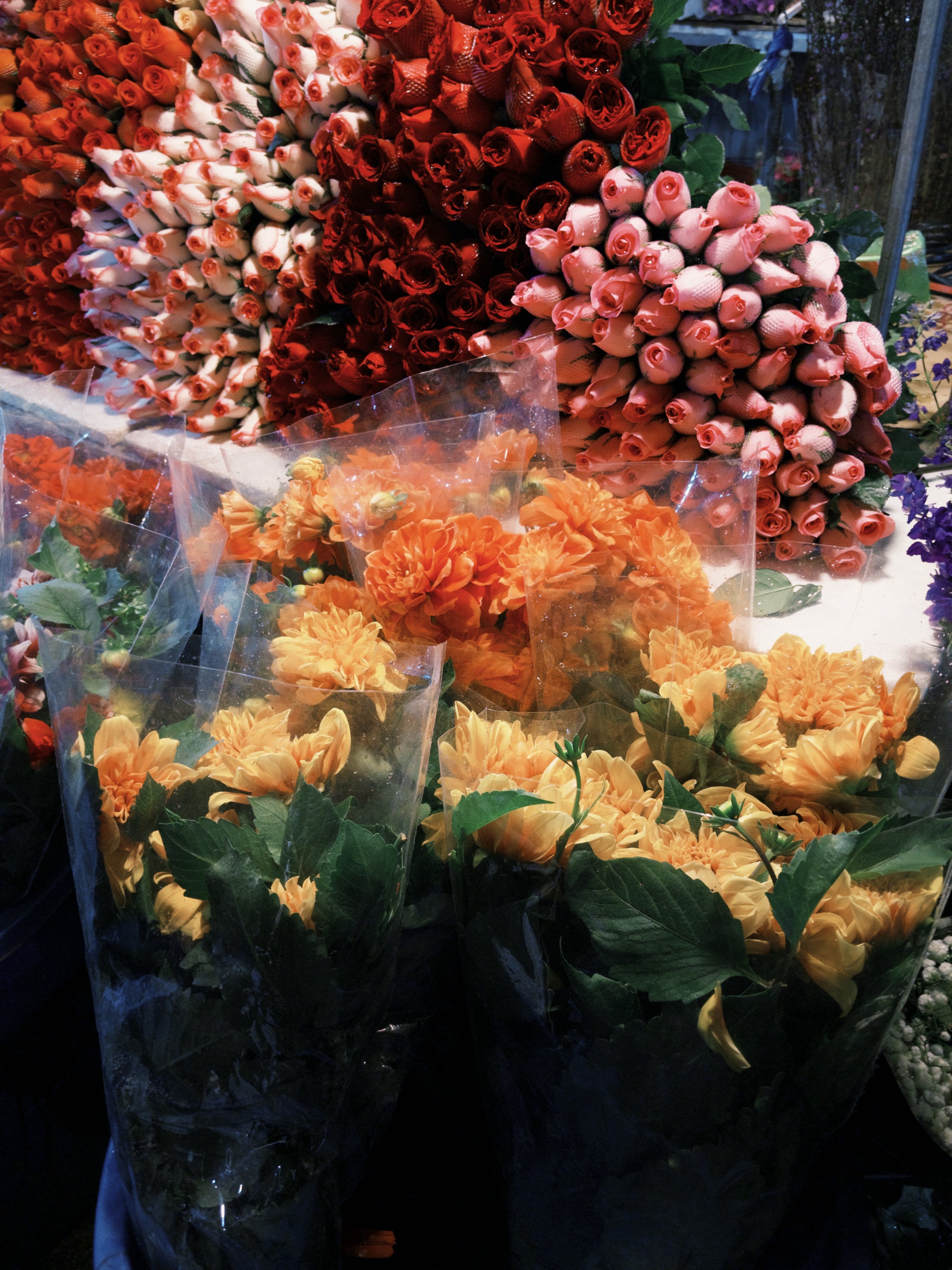 Ph&aacute;t đi&ecirc;n v&igrave; hoa Tết năm nay!- Ảnh 2.