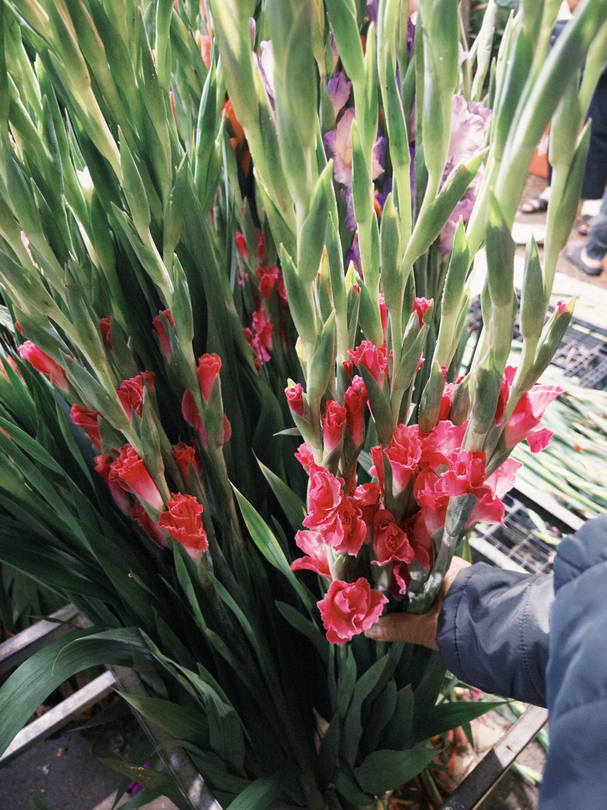 Ph&aacute;t đi&ecirc;n v&igrave; hoa Tết năm nay!- Ảnh 1.