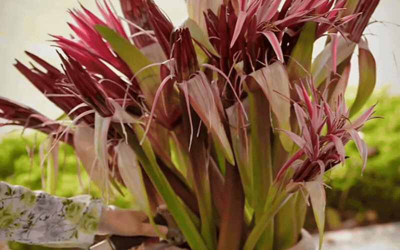 "Ph&uacute; b&agrave; Long Bi&ecirc;n" m&aacute;ch nước chưng Tết: Chỉ một b&igrave;nh hoa n&aacute;ng đỏ, nh&agrave; cửa thơm nức, rước lộc đầy tay- Ảnh 4.