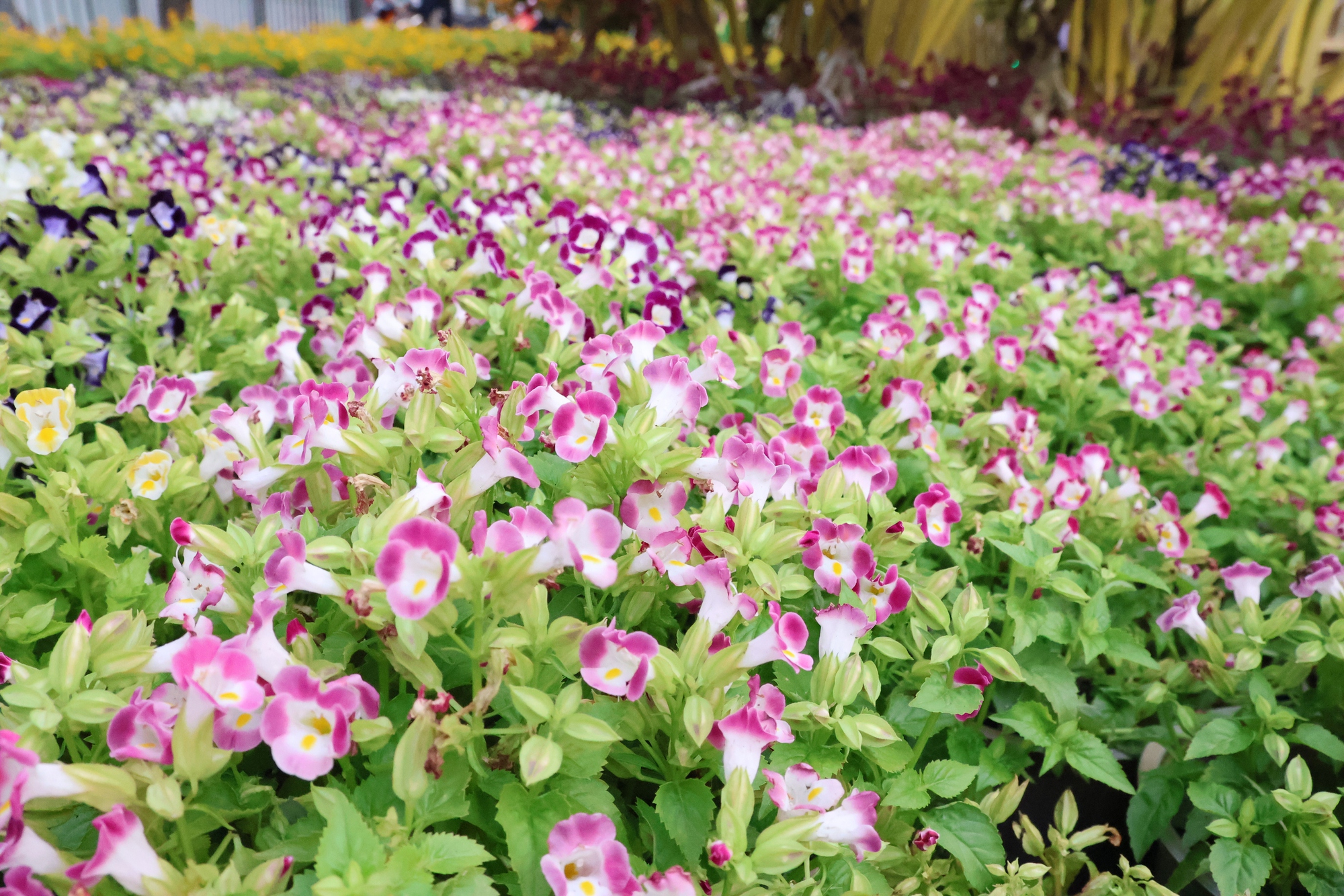 TPHCM: Đi xem Đường hoa Nguyễn Huệ gửi xe ở đ&acirc;u?- Ảnh 4.