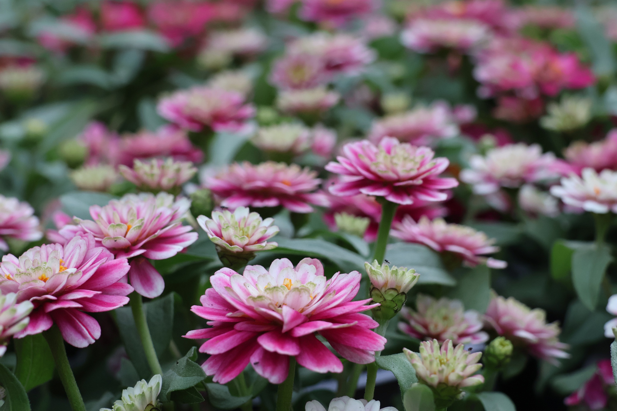 TPHCM: Đi xem Đường hoa Nguyễn Huệ gửi xe ở đ&acirc;u?- Ảnh 3.