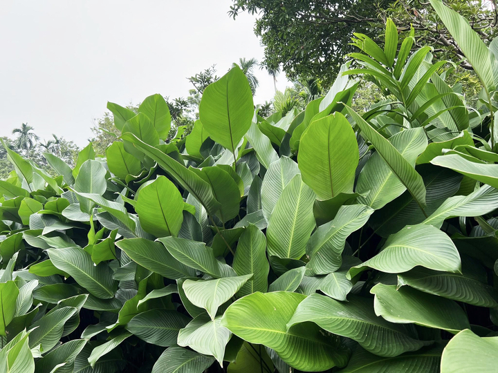 Người trồng l&aacute; dong ở Hưng Y&ecirc;n hối hả v&agrave;o vụ Tết, đ&oacute;ng h&agrave;ng xuất đi trời T&acirc;y- Ảnh 4.