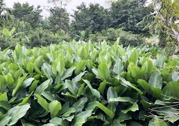 Người trồng l&aacute; dong ở Hưng Y&ecirc;n hối hả v&agrave;o vụ Tết, đ&oacute;ng h&agrave;ng xuất đi trời T&acirc;y- Ảnh 2.