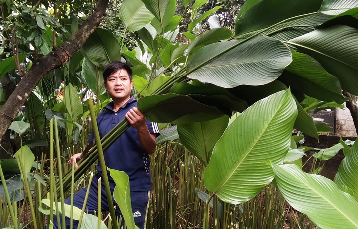 Người trồng l&aacute; dong ở Hưng Y&ecirc;n hối hả v&agrave;o vụ Tết, đ&oacute;ng h&agrave;ng xuất đi trời T&acirc;y- Ảnh 1.