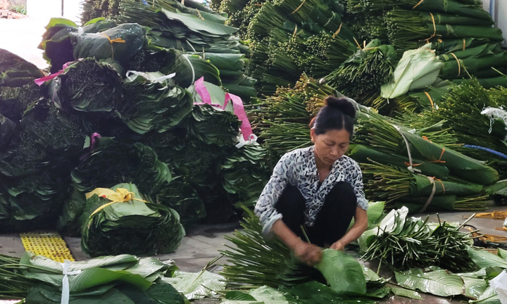 Người trồng l&aacute; dong ở Hưng Y&ecirc;n hối hả v&agrave;o vụ Tết, đ&oacute;ng h&agrave;ng xuất đi trời T&acirc;y- Ảnh 5.