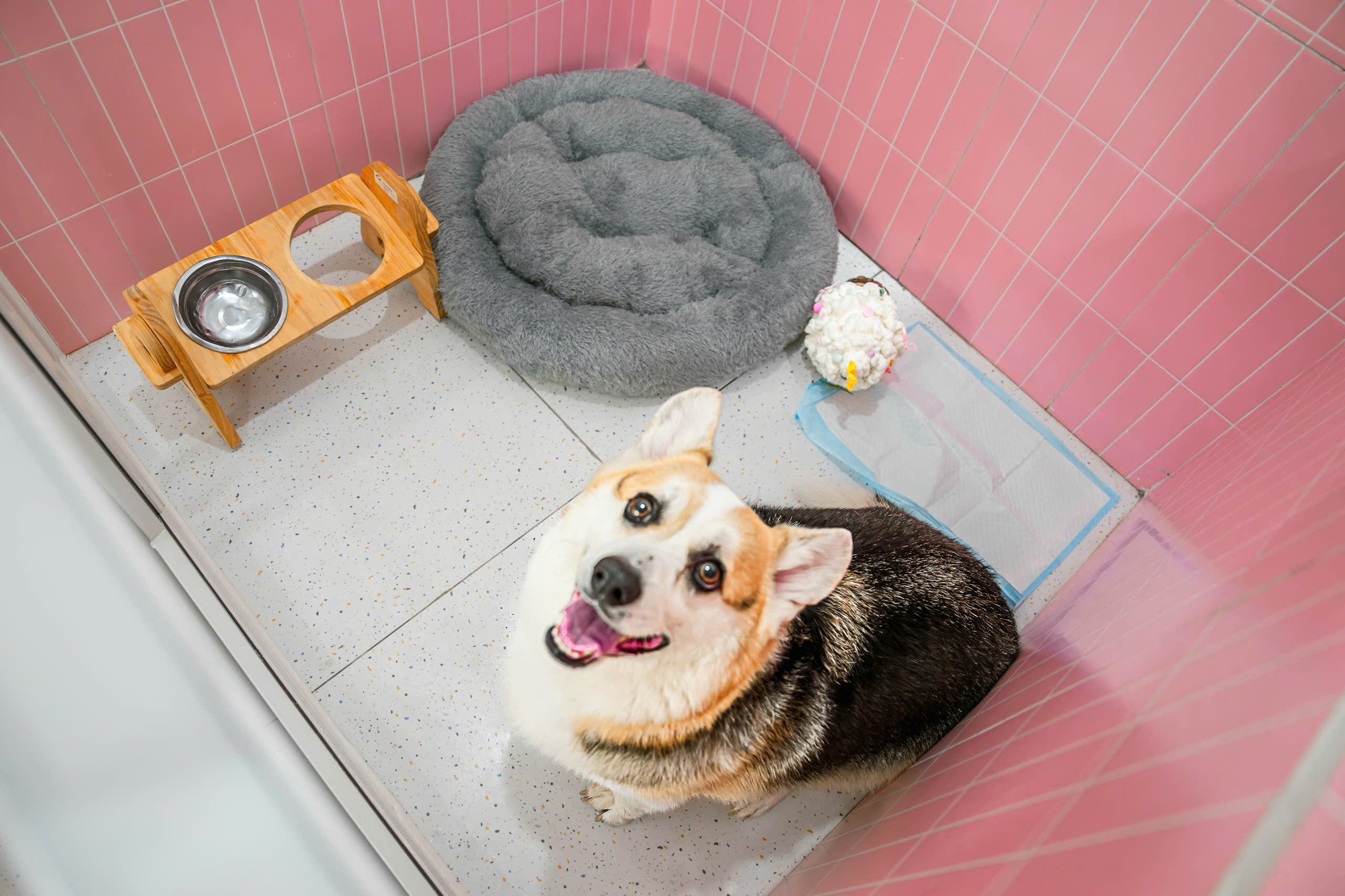 Th&uacute; cưng đi nghỉ Tết ở resort cao cấp, c&oacute; &ldquo;quản gia&rdquo; phục vụ cả ng&agrave;y: Phụ thu 35%, chủ vẫn chi tiền- Ảnh 10.