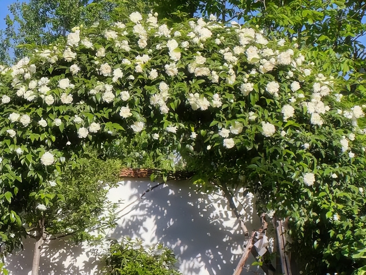 Kh&ocirc;ng mua nh&agrave; th&agrave;nh phố, cặp vợ chồng 33 tuổi biến s&acirc;n qu&ecirc; th&agrave;nh "ph&ograve;ng tắm nắng" v&agrave; chọn một kiểu tự do t&agrave;i ch&iacute;nh khiến d&acirc;n mạng tranh luận- Ảnh 14.