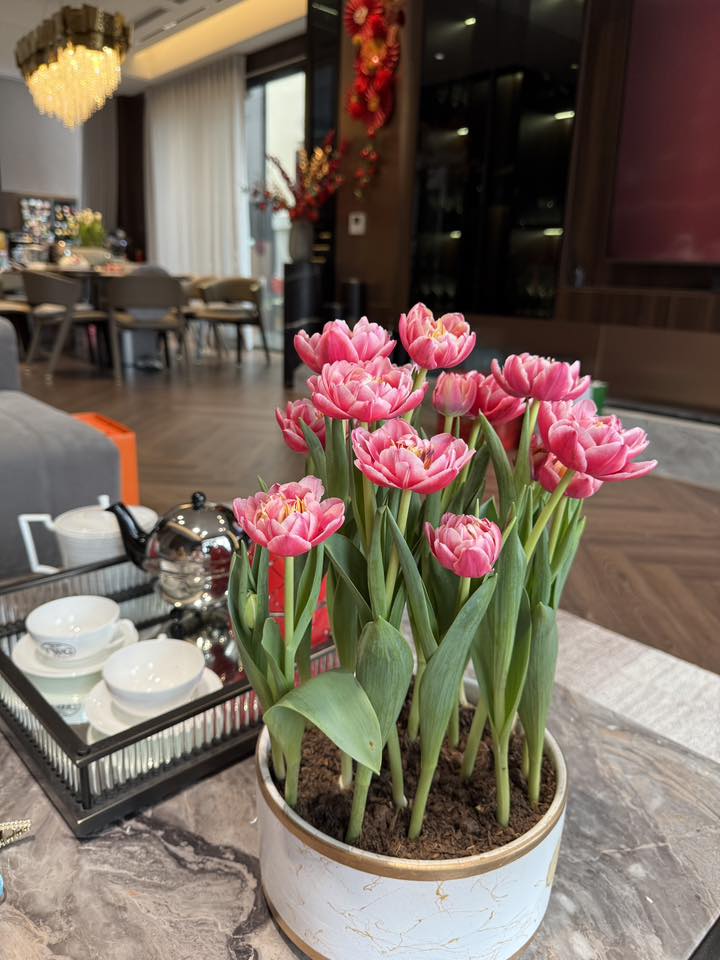 Tết n&agrave;y rinh cả chậu Tulip về chơi, cứ học hotmom Hằng T&uacute;i tuyệt chi&ecirc;u "ướp lạnh" đảm bảo hoa rực rỡ, c&aacute;nh &ocirc;m ch&uacute;m ch&iacute;m căng tr&agrave;n xuy&ecirc;n Tết!- Ảnh 5.