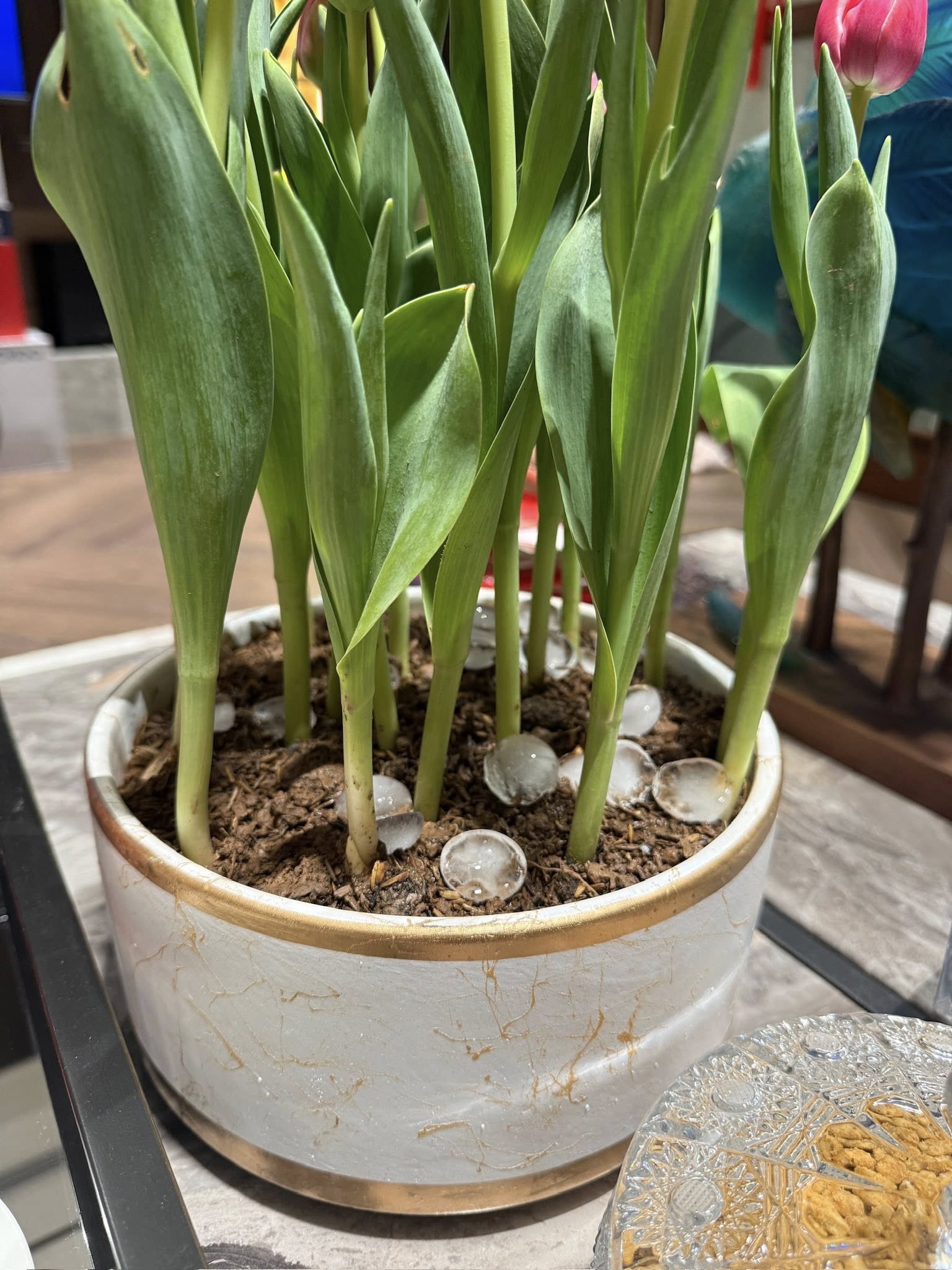 Tết n&agrave;y rinh cả chậu Tulip về chơi, cứ học hotmom Hằng T&uacute;i tuyệt chi&ecirc;u "ướp lạnh" đảm bảo hoa rực rỡ, c&aacute;nh &ocirc;m ch&uacute;m ch&iacute;m căng tr&agrave;n xuy&ecirc;n Tết!- Ảnh 4.