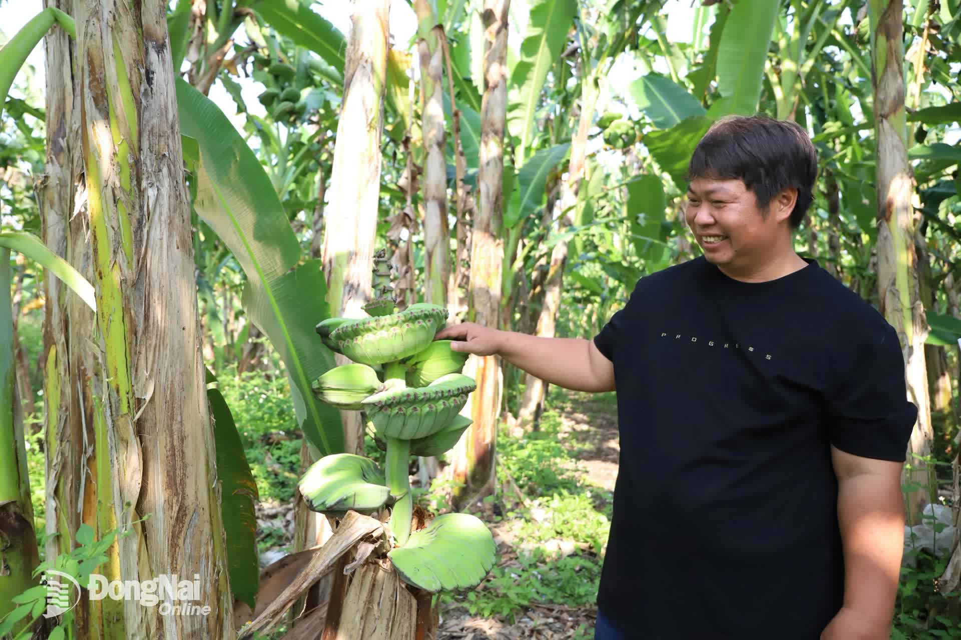 Bỏ tiền mua giống "lạ",  anh n&ocirc;ng d&acirc;n đổi đời v&igrave; kh&aacute;ch săn mua loại tr&aacute;i c&acirc;y "kh&ocirc;ng đụng h&agrave;ng" chưng Tết- Ảnh 2.