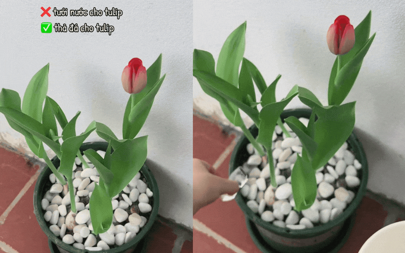 Tết n&agrave;y rinh cả chậu Tulip về chơi, cứ học hotmom Hằng T&uacute;i tuyệt chi&ecirc;u "ướp lạnh" đảm bảo hoa rực rỡ, c&aacute;nh &ocirc;m ch&uacute;m ch&iacute;m căng tr&agrave;n xuy&ecirc;n Tết!- Ảnh 1.
