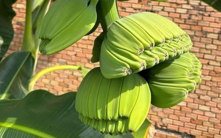 Bỏ tiền mua giống "lạ",  anh n&ocirc;ng d&acirc;n đổi đời v&igrave; kh&aacute;ch săn mua loại tr&aacute;i c&acirc;y "kh&ocirc;ng đụng h&agrave;ng" chưng Tết- Ảnh 1.