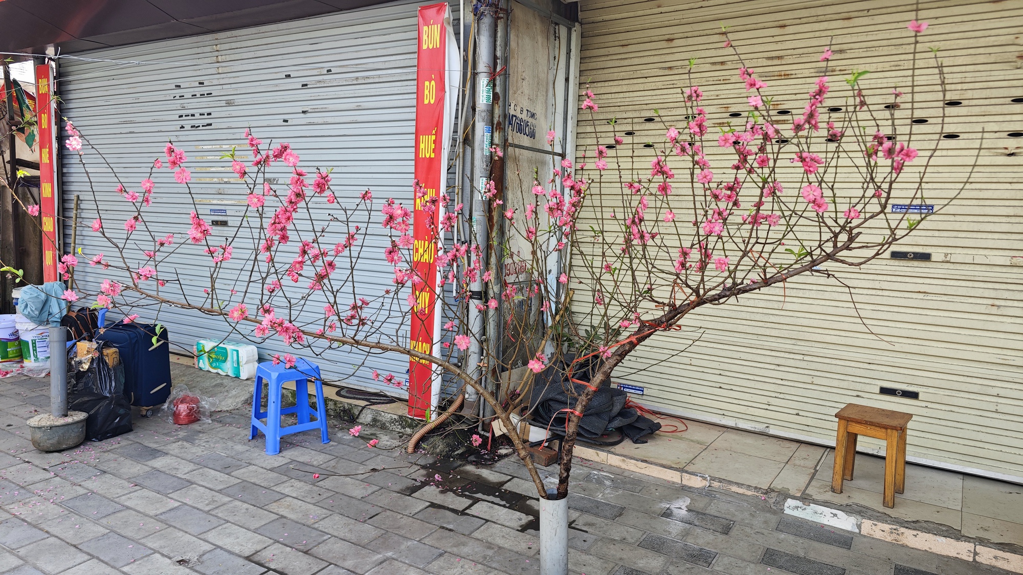 Chợ hoa 29 Tết: Tiểu thương hạ gi&aacute; trước giờ G, kh&ocirc;ng c&ograve;n cảnh 