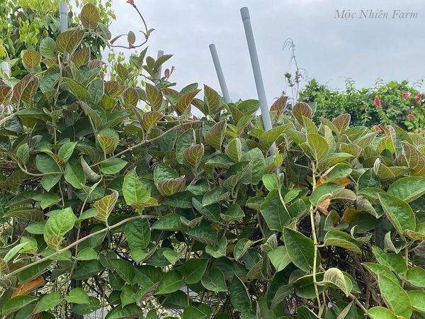 Loại l&aacute; "qu&eacute;t sạch" cơn ho m&ugrave;a đ&ocirc;ng m&agrave; &iacute;t người biết- Ảnh 1.