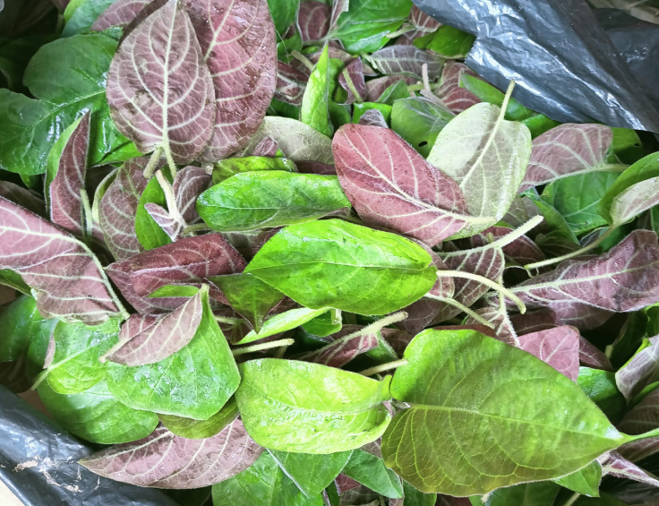 Loại l&aacute; "qu&eacute;t sạch" cơn ho m&ugrave;a đ&ocirc;ng m&agrave; &iacute;t người biết- Ảnh 3.