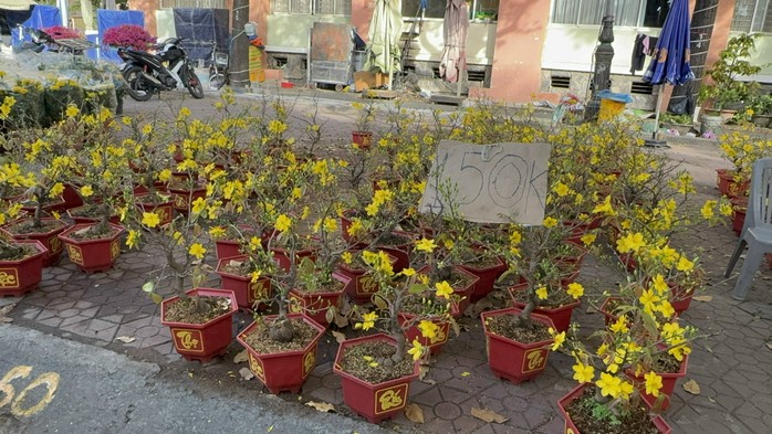 Chợ hoa s&aacute;ng 29 Tết: Nhiều l&ocirc; đ&atilde; b&aacute;n hết sạch b&ocirc;ng- Ảnh 9.