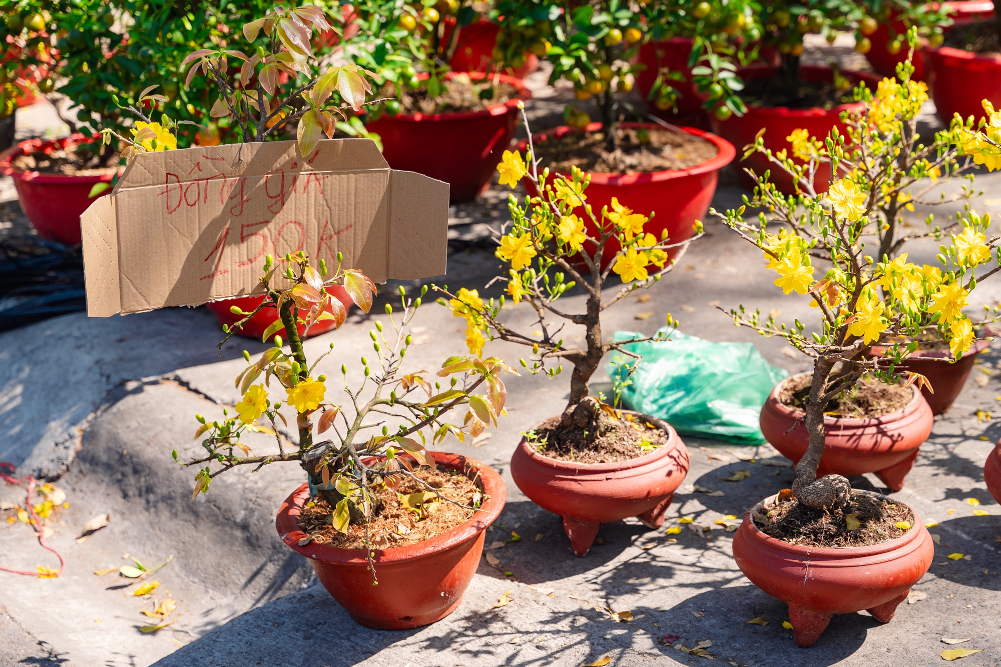 Trưa 29 Tết: Tiểu thương b&aacute;n vội, kh&aacute;ch mua nhanh, chợ hoa TP.HCM nhộn nhịp ph&uacute;t cuối- Ảnh 15.