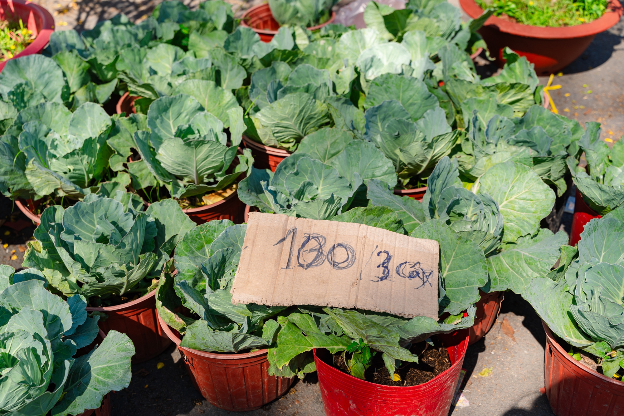 Trưa 29 Tết: Tiểu thương b&aacute;n vội, kh&aacute;ch mua nhanh, chợ hoa TP.HCM nhộn nhịp ph&uacute;t cuối- Ảnh 10.