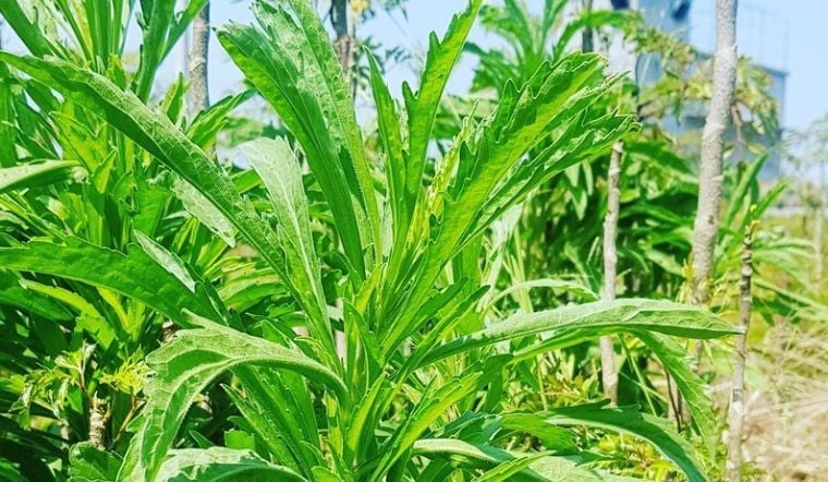 3 loại rau dưỡng gan, bổ kh&iacute; huyết, ăn v&agrave;o đến đ&acirc;u người khỏe ra đến đ&oacute; đang đầy chợ Việt- Ảnh 2.