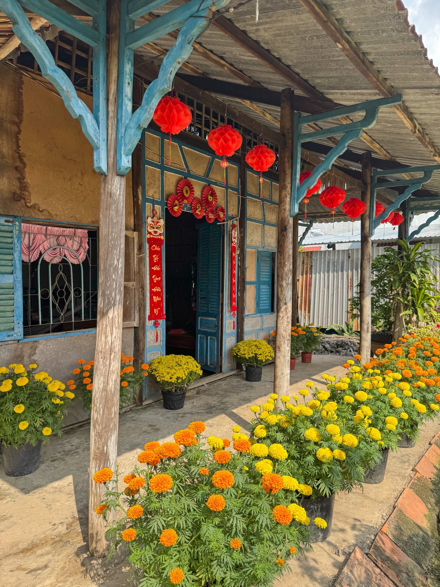 M&ugrave;ng 1 Tết, gh&eacute; thăm căn nh&agrave; miền T&acirc;y với kh&ocirc;ng kh&iacute; đầu năm ngập sắc xu&acirc;n: Hoa nở k&iacute;n hi&ecirc;n, tr&aacute;i trĩu c&agrave;nh- Ảnh 3.