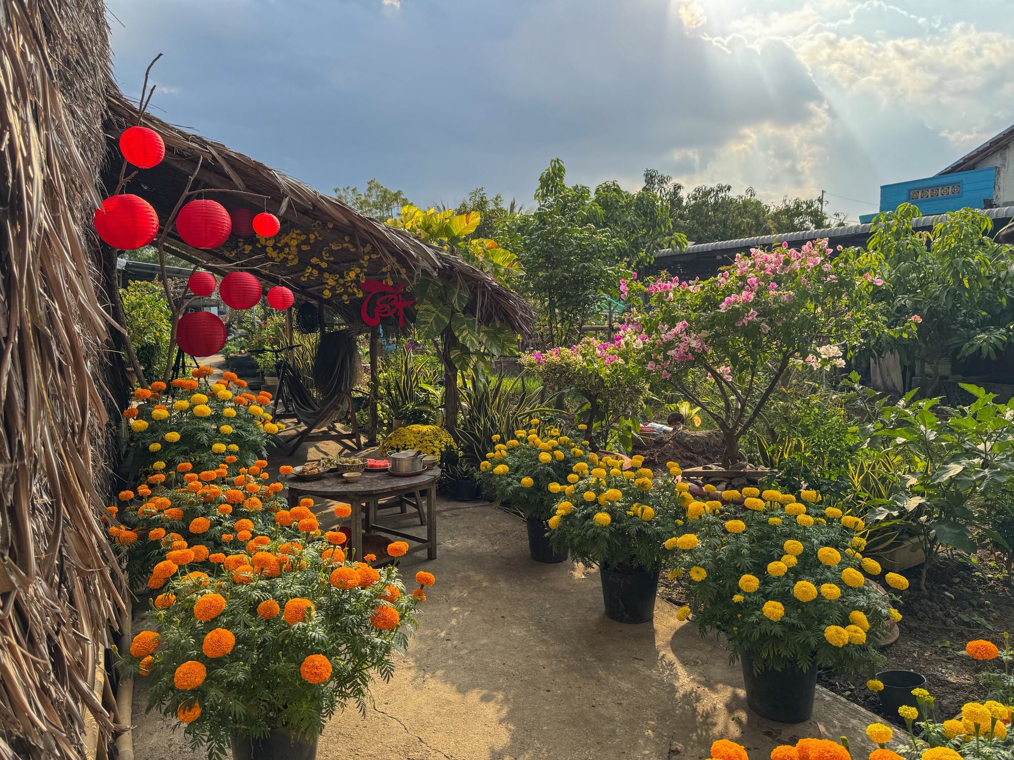 M&ugrave;ng 1 Tết, gh&eacute; thăm căn nh&agrave; miền T&acirc;y với kh&ocirc;ng kh&iacute; đầu năm ngập sắc xu&acirc;n: Hoa nở k&iacute;n hi&ecirc;n, tr&aacute;i trĩu c&agrave;nh- Ảnh 4.