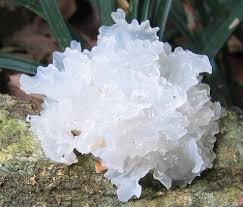 Phụ nữ n&ecirc;n ăn nhiều 3 loại thực phẩm n&agrave;y để bổ kh&iacute;, dưỡng nhan: Hiệu quả c&ograve;n hơn đắp mặt nạ!- Ảnh 2.