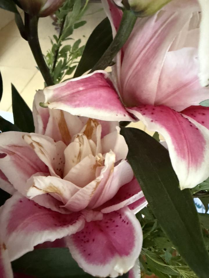 "Kiếp nạn" cắm hoa ly k&eacute;p ng&agrave;y Tết: 3 năm đều bị ch&aacute;y c&aacute;nh tịt ng&ograve;i, hội chị em b&oacute;c trần nguy&ecirc;n nh&acirc;n v&agrave; hiến kế chọn hoa bất bại- Ảnh 6.