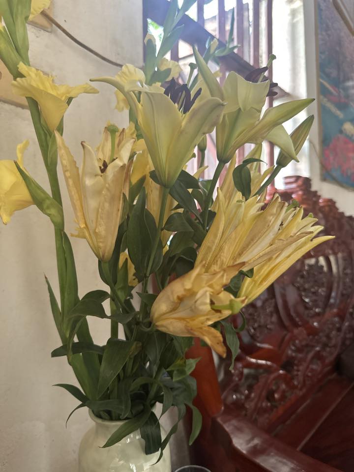 "Kiếp nạn" cắm hoa ly k&eacute;p ng&agrave;y Tết: 3 năm đều bị ch&aacute;y c&aacute;nh tịt ng&ograve;i, hội chị em b&oacute;c trần nguy&ecirc;n nh&acirc;n v&agrave; hiến kế chọn hoa bất bại- Ảnh 5.