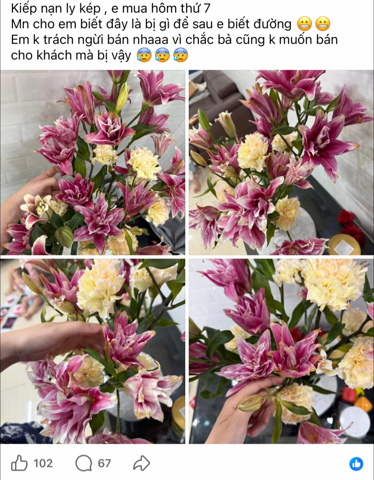 "Kiếp nạn" cắm hoa ly k&eacute;p ng&agrave;y Tết: 3 năm đều bị ch&aacute;y c&aacute;nh tịt ng&ograve;i, hội chị em b&oacute;c trần nguy&ecirc;n nh&acirc;n v&agrave; hiến kế chọn hoa bất bại- Ảnh 2.