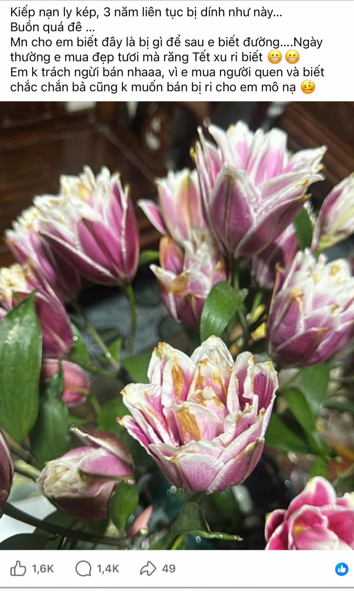 "Kiếp nạn" cắm hoa ly k&eacute;p ng&agrave;y Tết: 3 năm đều bị ch&aacute;y c&aacute;nh tịt ng&ograve;i, hội chị em b&oacute;c trần nguy&ecirc;n nh&acirc;n v&agrave; hiến kế chọn hoa bất bại- Ảnh 3.