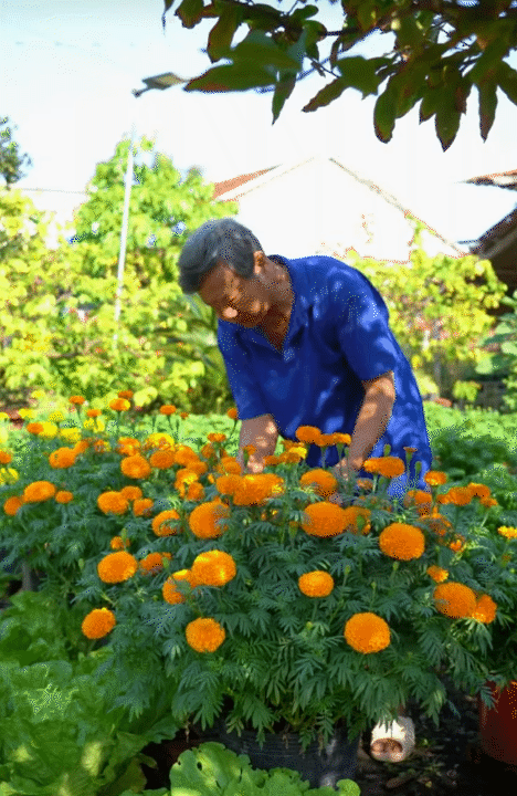 M&ugrave;ng 1 Tết, gh&eacute; thăm căn nh&agrave; miền T&acirc;y với kh&ocirc;ng kh&iacute; đầu năm ngập sắc xu&acirc;n: Hoa nở k&iacute;n hi&ecirc;n, tr&aacute;i trĩu c&agrave;nh- Ảnh 9.