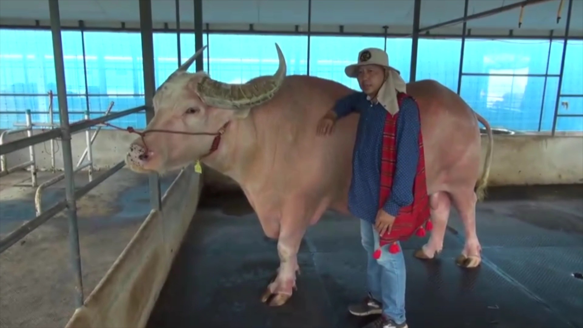 Con tr&acirc;u bạch tạng khổng lồ c&oacute; gi&aacute; 53 tỷ đồng- Ảnh 1.