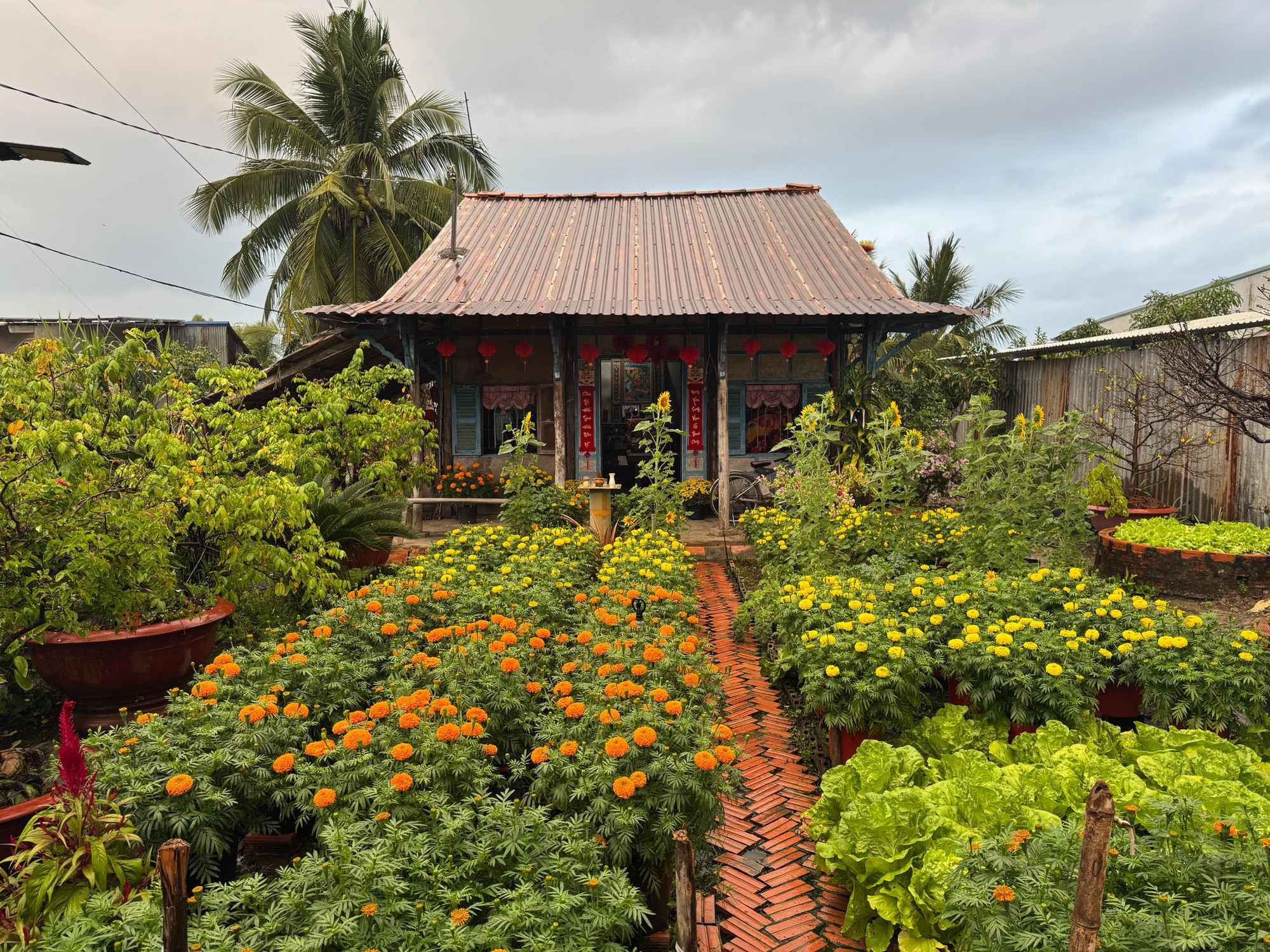 M&ugrave;ng 1 Tết, gh&eacute; thăm căn nh&agrave; miền T&acirc;y với kh&ocirc;ng kh&iacute; đầu năm ngập sắc xu&acirc;n: Hoa nở k&iacute;n hi&ecirc;n, tr&aacute;i trĩu c&agrave;nh- Ảnh 21.