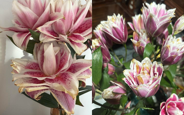 "Kiếp nạn" cắm hoa ly k&eacute;p ng&agrave;y Tết: 3 năm đều bị ch&aacute;y c&aacute;nh tịt ng&ograve;i, hội chị em b&oacute;c trần nguy&ecirc;n nh&acirc;n v&agrave; hiến kế chọn hoa bất bại- Ảnh 1.