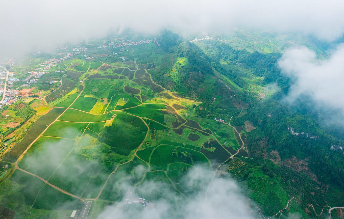 M&ecirc; mẩn đồi ch&egrave; Mộc Ch&acirc;u m&ugrave;a xu&acirc;n- Ảnh 1.