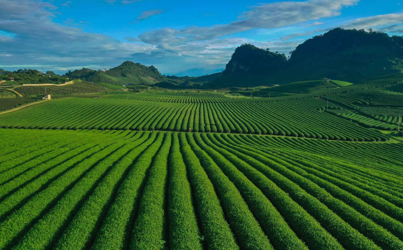 M&ecirc; mẩn đồi ch&egrave; Mộc Ch&acirc;u m&ugrave;a xu&acirc;n- Ảnh 2.