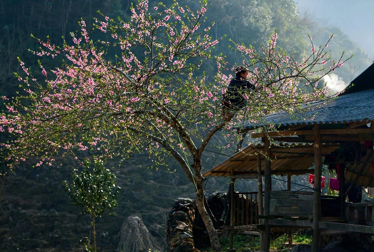 Lạc bước giữa những m&agrave;u hoa sặc sỡ ở cao nguy&ecirc;n Đồng Văn- Ảnh 2.