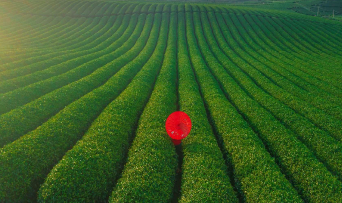 M&ecirc; mẩn đồi ch&egrave; Mộc Ch&acirc;u m&ugrave;a xu&acirc;n- Ảnh 5.