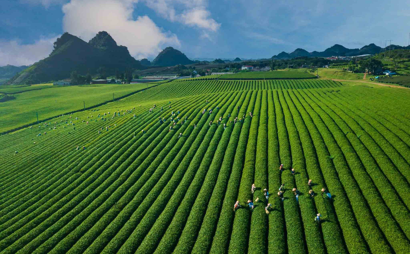 M&ecirc; mẩn đồi ch&egrave; Mộc Ch&acirc;u m&ugrave;a xu&acirc;n- Ảnh 3.