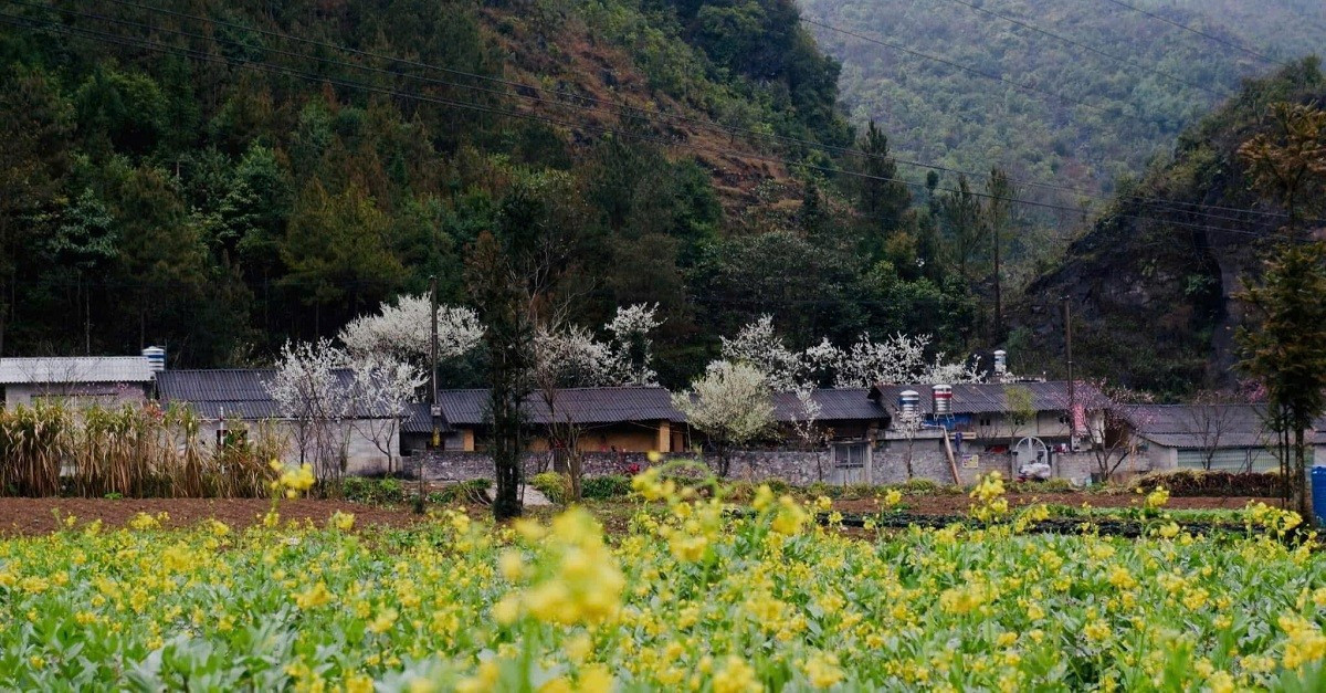 Lạc bước giữa những m&agrave;u hoa sặc sỡ ở cao nguy&ecirc;n Đồng Văn- Ảnh 6.